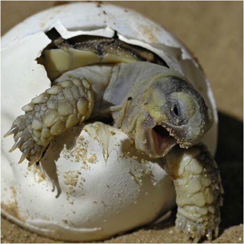 tartarughe caretta caretta