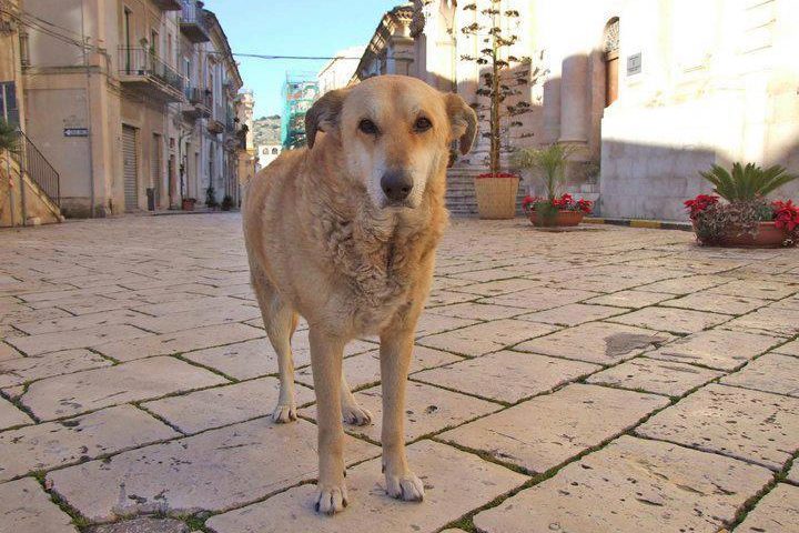 Italo, cane mascotte di Scicli