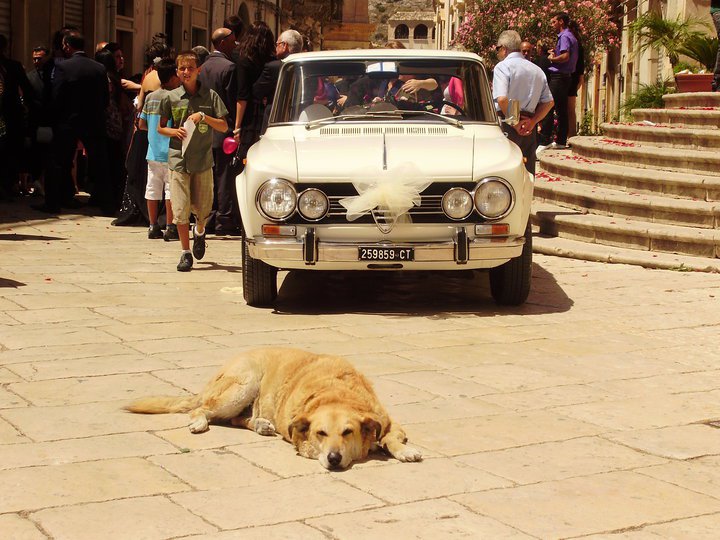 italo cane mascotte di Scicli