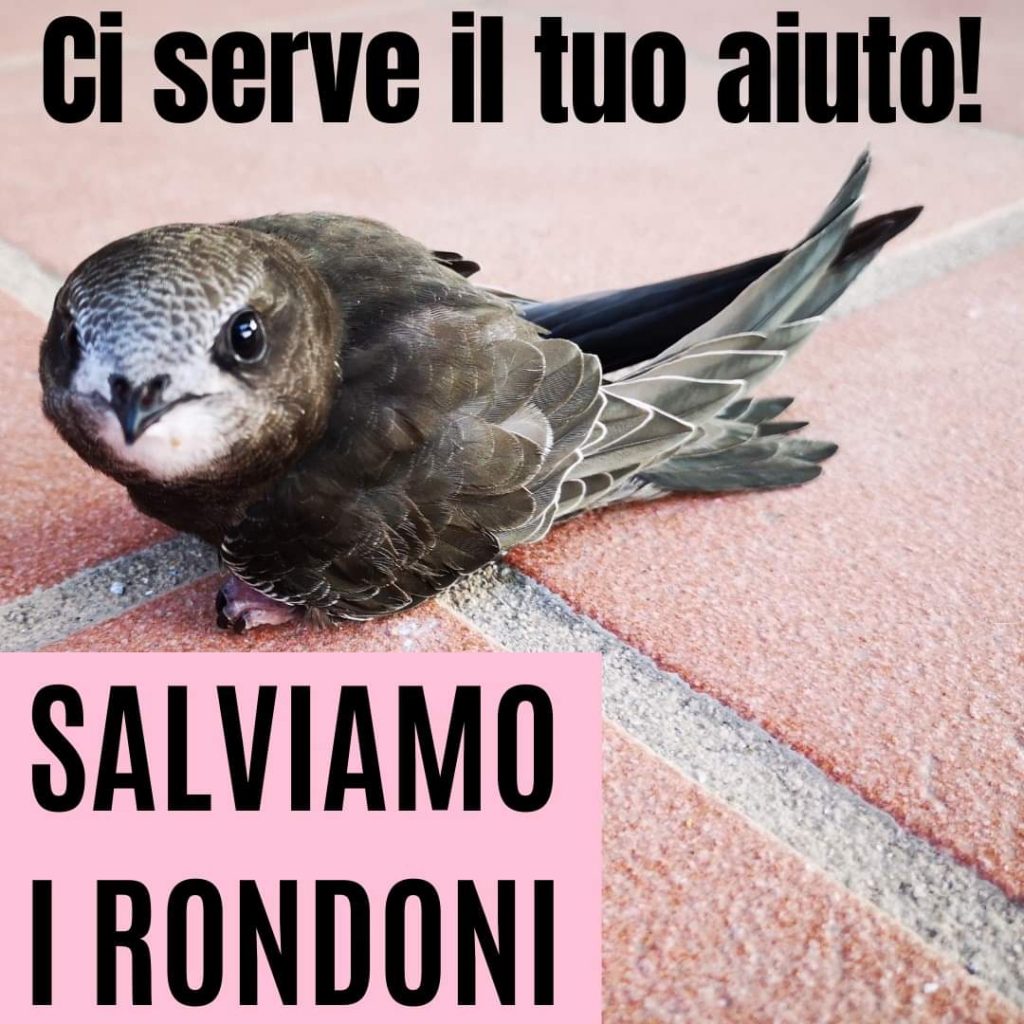 Rondini e rondoni