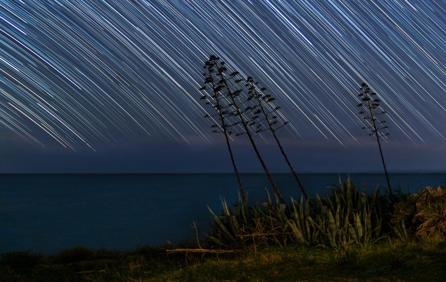 Startrail sulle Agavi